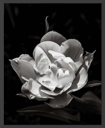 Framed Double Tulip Print