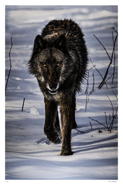 Alpha wolf in the snow.