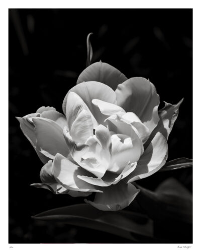 Signed Black and White Double Tulip print.