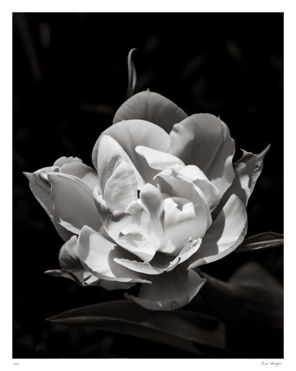 Signed Black and White Double Tulip print.