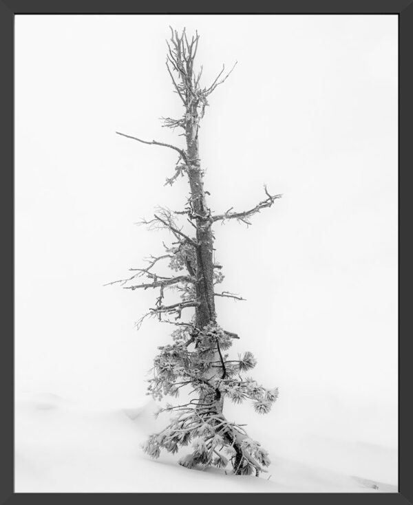 Pine tree in a snow storm.