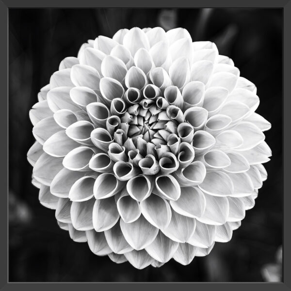 Single dahlia in black and white.