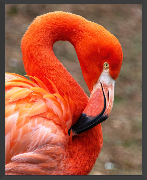 Head, neck and torso of brilliantly colored flamingo.
