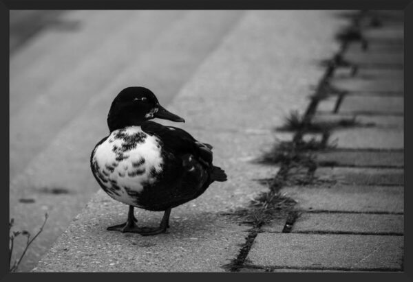Swedish black duck on sidewalk.