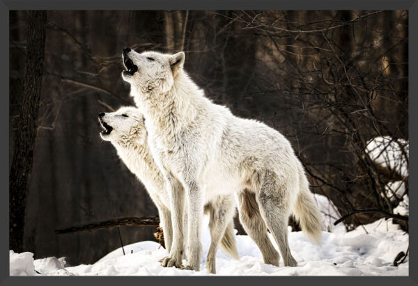 Arctic wolves howling in a twilight forest.
