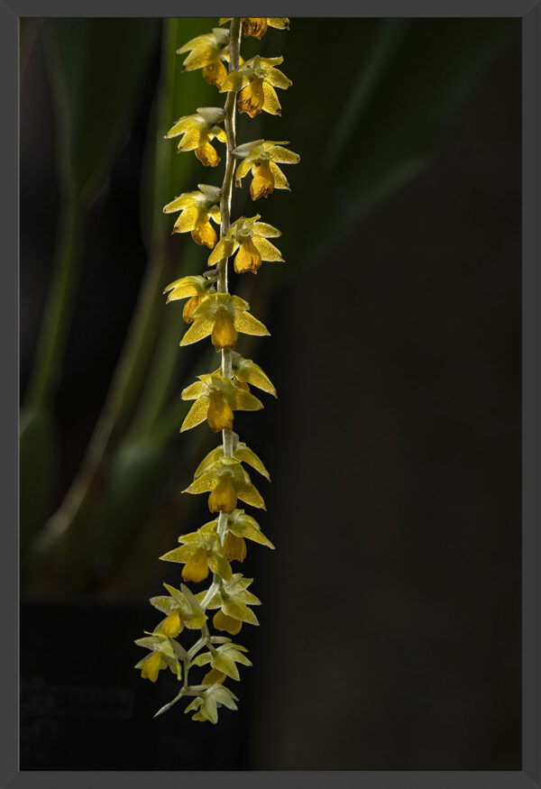 Hanging yellow orchid.