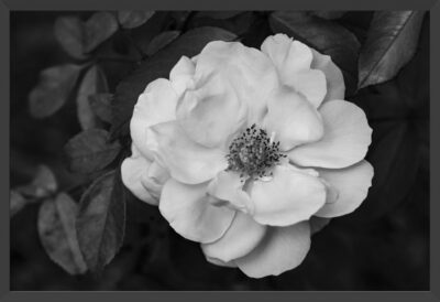 Delicate rose in black and white.